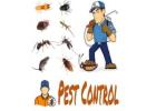 Get effective termite treatment in Delhi with biological control and chemical methods